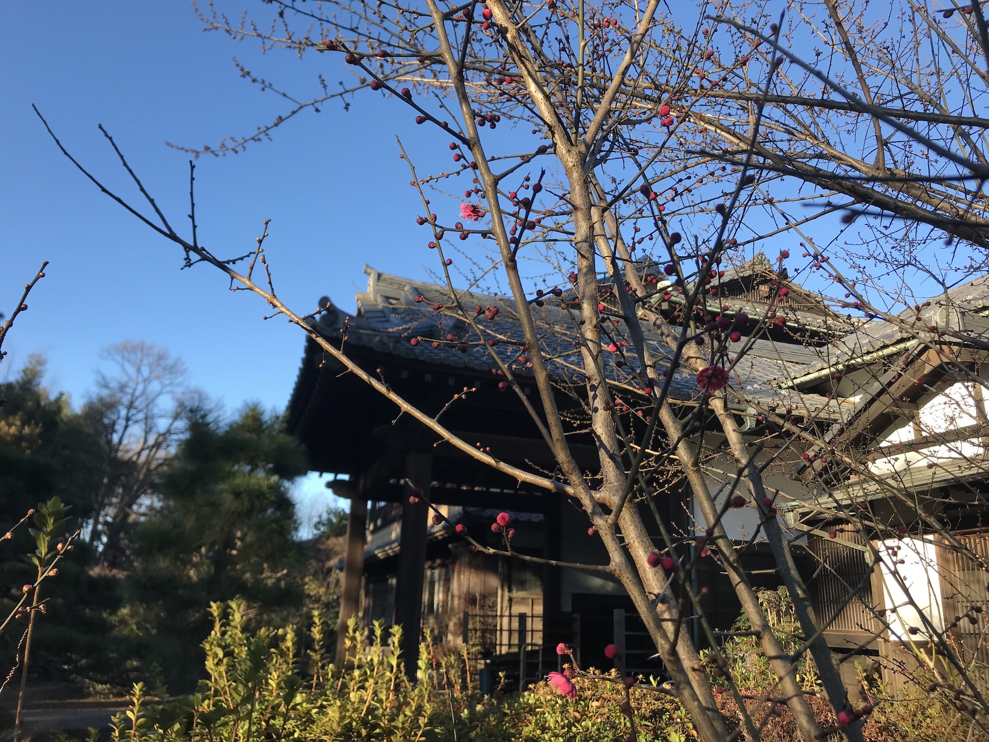 妙寿寺の境内の梅2022