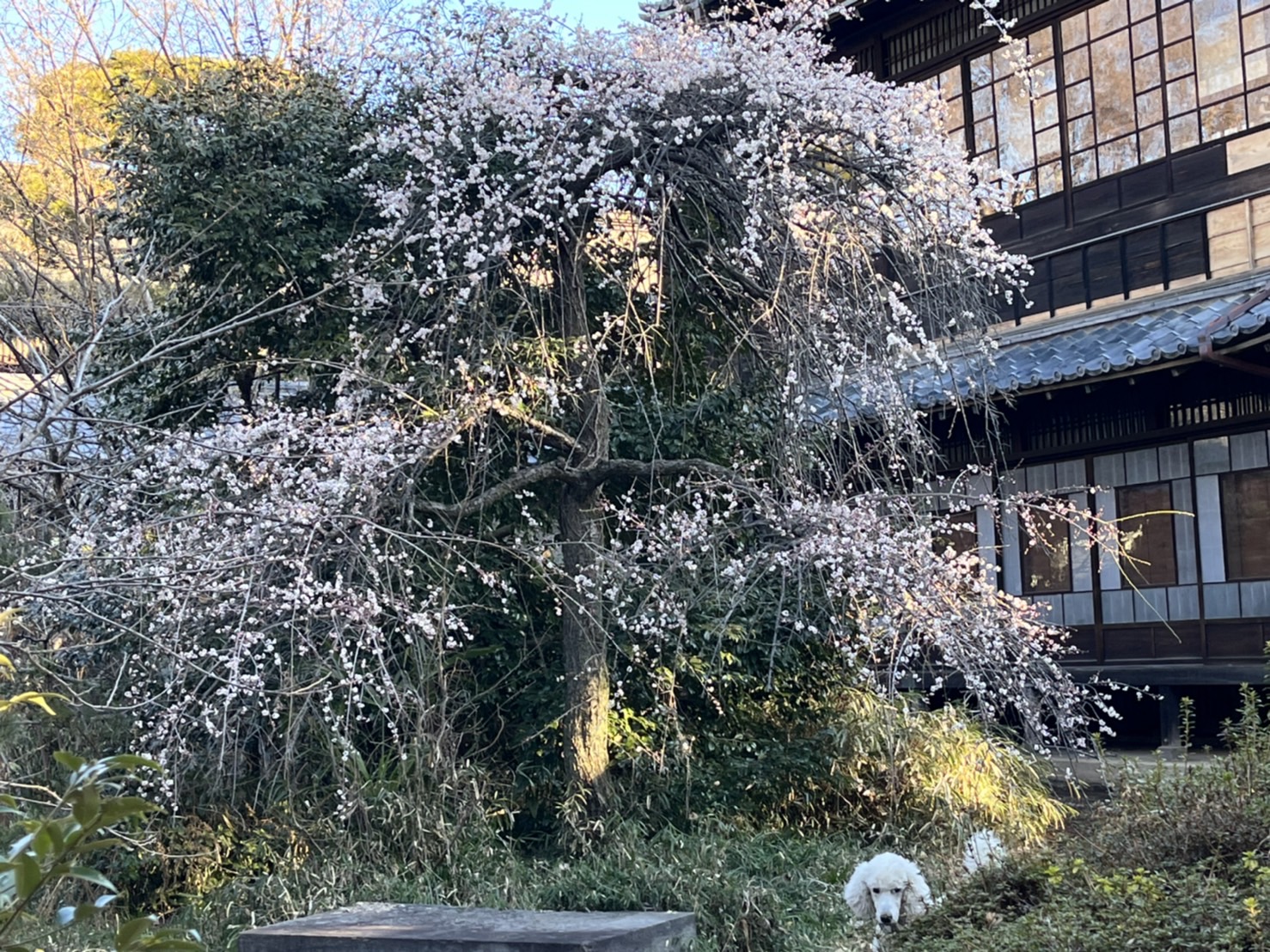 妙寿寺枝垂れ梅