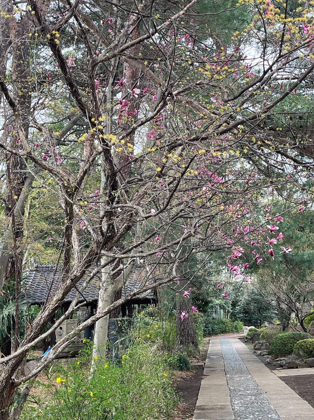 妙寿寺の桜が満開