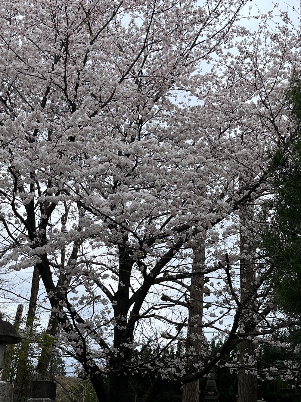 妙寿寺の桜が満開