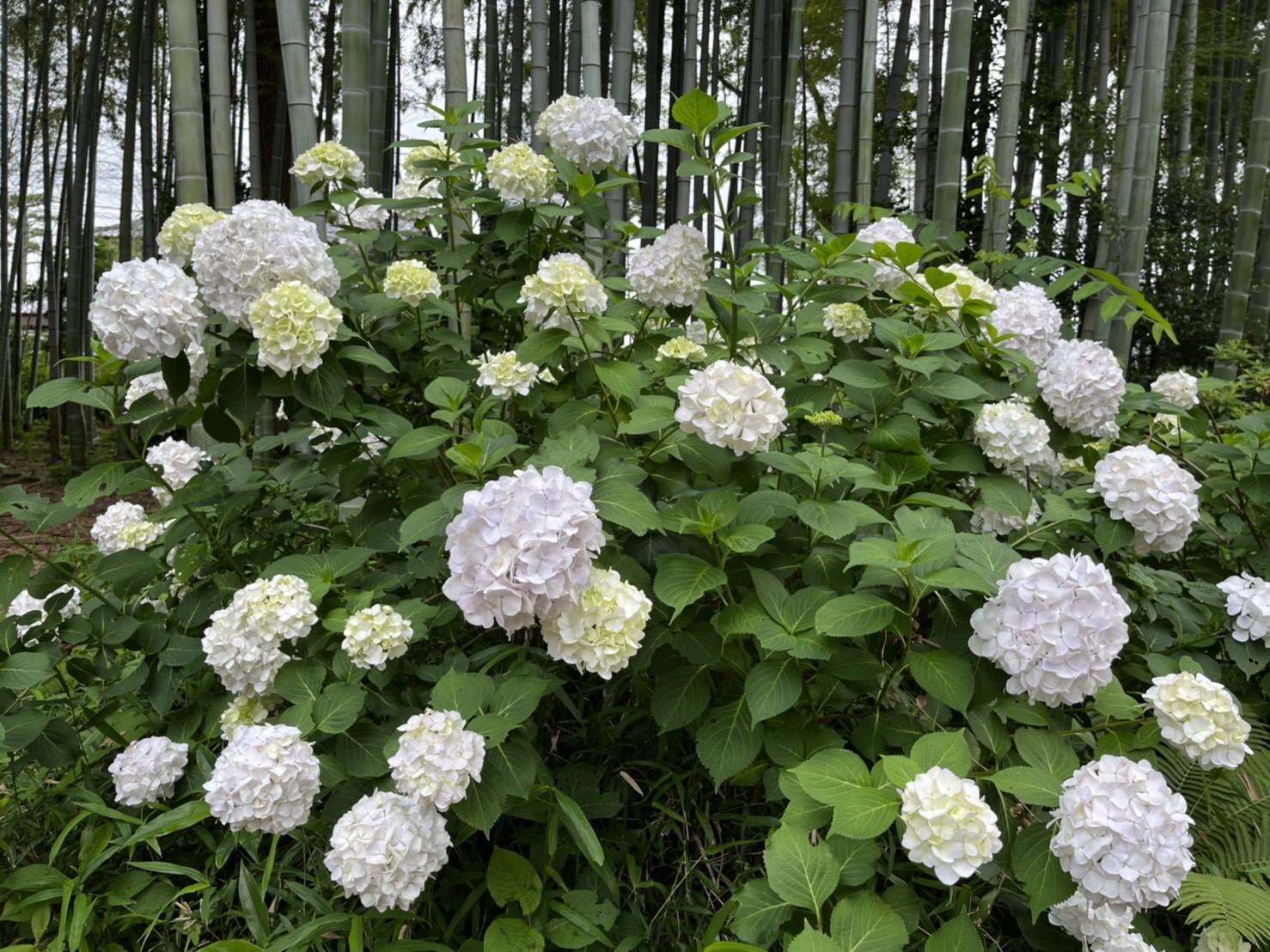 妙寿寺の紫陽花