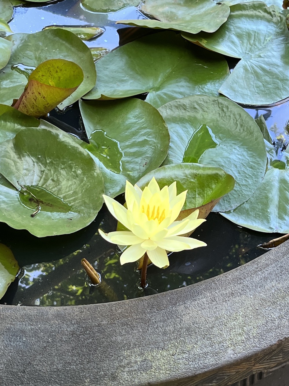 晴明庵、蓮の花